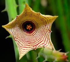 Image result for Huernia leachii