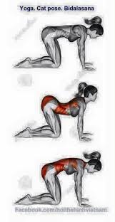 Yoga Yoga Abs Cat Pose Best Ab Workout