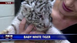 High five baby white bengal tiger cub! Baby White Tiger Youtube