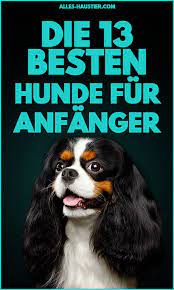 anfangerhund die 13 besten hunderassen fur anfanger hunderassen hunde rassen hunde