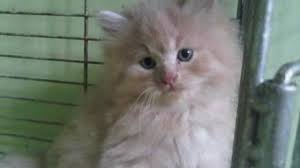 Kucing persia medium terbagi menjadi dua jenis, yaitu shorthair yang artinya berbulu pendek dan longhair berbulu panjang. 15 Cara Merawat Anak Kucing Anggora Umur 1 3 Bulan Arenahewan Com