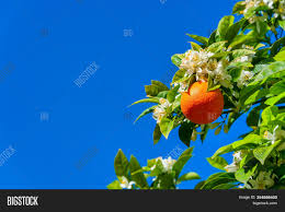 Use them in commercial designs under lifetime, perpetual. Orange Tree Blossoms Image Photo Free Trial Bigstock