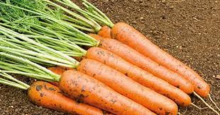 Pin On Midnight Gardener Outdoor Edition