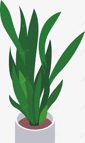 盆栽植物免抠素材免费下载 素材7xzeuugwu 新图网in 2021 cute wallpapers wallpaper plants