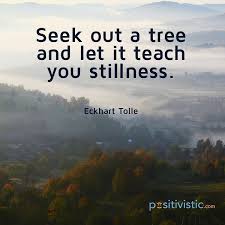 They can serve as a motivation for a people without the knowledge of their past history, origin and culture is like a tree without roots—marcus garvey. Quote On Stillness Eckhart Tolle Seek Tree Teaching Lessons Stillness Wisdom Peace Patience Nature Quotes Trees Mother Nature Quotes Nature Quotes