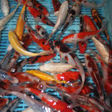 You can also find baby koi fish for sale near me at edgewater pond and landscape. Buy Small Koi Online Aquatics To Your Door