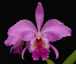 Cattleya Labiata Rubra Cattleya Orchid Orchids Cattleya