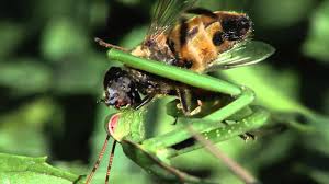 Specifically, they will chow down on wasps, moths, crickets, beetles, butterflies, grasshoppers, spiders, and flies. Praying Mantis Eats Fly Alive Youtube