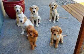 Emotional support animal (esa) letter samples. How To Ask For An Emotional Support Animal Letter Superdog Service Dogs