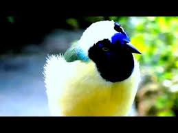 Birds Chirping In The Morning Sound Effect Birds Names And Pictures Youtube Birds Animals Beautiful Birds