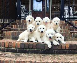 They are smart, loving, playful, and we believe you'll fall in love with the english golden as much as we have! View Ad Golden Retriever Litter Of Puppies For Sale Near Alabama Scottsboro Usa Adn 33872