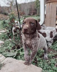 German shorthaired pointer standards, color varieties with examples, temperament, grooming, nutrition, choosing a puppy, features, training. The Wright Place For German Shorthair Puppies Home Facebook