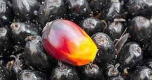 Red palm oil has many health benefits for the body and hair—it's rich in vitamin e, which can help promote cell growth in hair follicles and prevent hair loss, an excellent source of antioxidants, and full of saturated fats and lipids. How Red Palm Oil Can Change Your Hair Growth Game Naturallycurly Com