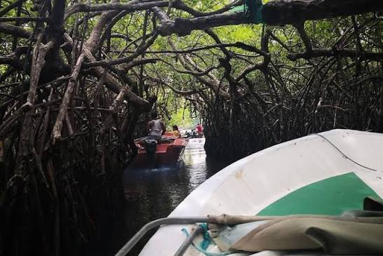 Dedduwa Lake boat safari Balapitiya backwater mangrove Sri Lanka inland waterway