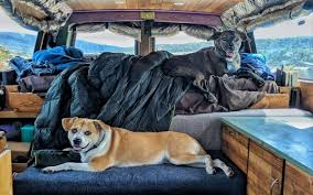 Being 13 and not interested in running at dog parks anymore he doesn't get much chance to see activities that are fun for humans or activities that are fun for dogs? Vanlife With Dogs Tips Challenges And Fun On The Road