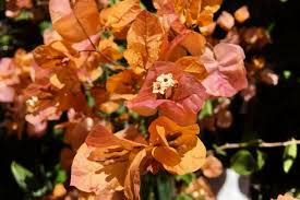 Image result for Bougainvillea