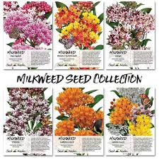 Milkweed Seeds Mix 6 Pack Butterfly Gift Idea Milkweed Seeds Milkweed Plant Butterfly Garden Plants