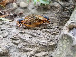 Cicadas can cause damage to several cultivated crops, shrubs, and trees, mainly in the form of many people around the world regularly eat cicadas. 17 Year Cicadas Will Make This Summer Extra Loud For Illinois But Chicago Will Be Spared For Now