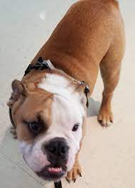 And also have a backup hospital for emergencies. Southern Maryland Vet Pet Care Services Spay Neuter Cats Dogs St Marys County Lexington Park Preventative Veterinarian Pet Care Low Cost Vaccinations Surgeries California Mechanicsville Hughesville Great Mills Hollywood