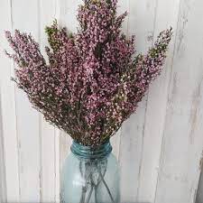 Heather Erica Deliciosa Preserved 4oz Dried Flowers Wood Flowers Sola Wood Flowers