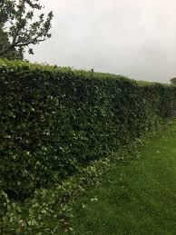 Based in castlebar, county mayo, we offer landscaping solutions to private, residential and commercial customers in mayo, galway, sligo, roscommon & leitrim. Sligo Lawn And Hedge Cutting Posts Facebook