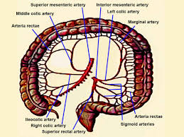 Superior and inferior superior (from latin super 'above') describes what is above something 21 and inferior (from latin inferus 'below') describes what is below it. Figure Colon Arteries Superior Mesenteric Inferior Statpearls Ncbi Bookshelf