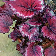 Image result for Begonia elatostemmoides