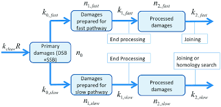 Process Flow Chart For The Two Pathway Model Primary