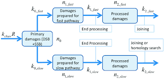 process flow chart for the two pathway model primary