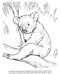 Animal Drawings Coloring Pages Koala Animal Identification Drawing And Coloring Pages Bear Coloring Pages Animal Drawings Animal Coloring Pages