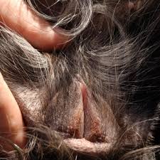 Mi Perra Tiene Ronchas En La Vulva Causas Y Tratamientos