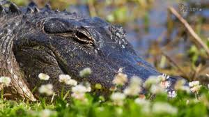 Maybe you would like to learn more about one of these? Brazos Bend State Park Part 2 Alligator Etiquette Brazos Bend State Park State Parks Park