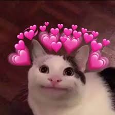 In Love You Say Cute Animal Memes Cute Cat Memes Cute Love Memes