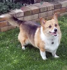What's good pembroke welsh corgi temperament, personality, training, behavior, pros and cons, advice if you want a puppy, you can avoid some negative traits by choosing the right breeder and the right puppy. Dog For Adoption Meg A Pembroke Welsh Corgi In Chesterfield Mo Petfinder