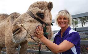 15 lauren brisbane (2010, pers. Camel Visitors Trek From Afar Southburnett Com Au