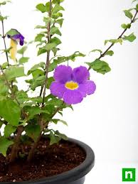 Image result for Thunbergia laborans