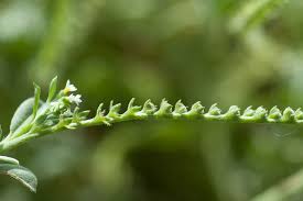 Image result for Euploca ovalifolia