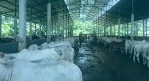 Ternak kelinci biasanya menggunakan dua jenis kandang yang berbeda, yaitu sistem terbuka dan tertutup. Warga Sukamaju Keberatan Dengan Adanya Kandang Sapi Jurnal Media Indonesia