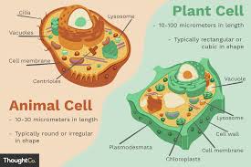 Labeled diagram of a plant and animal cell. Differences Between Plant And Animal Cells