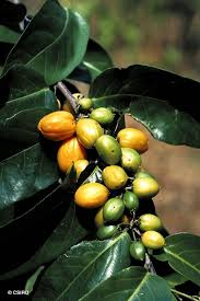 Image result for Casearia