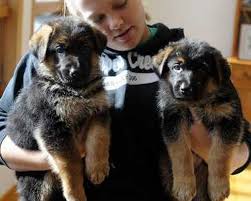 One of the best ways to do this is to enroll your puppy in a training school. German Shepherd Puppies Pets Pet Care In Surat 169325495 Clickindia