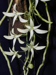 Image result for Mystacidium