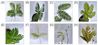Image result for Mimosa pudica