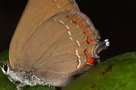 Image result for Satyrium sceptrum