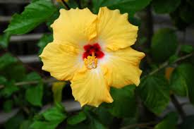 We share 7 reasons for this common problem. Yellow Hibiscus Flower 1313200 Stock Photo At Vecteezy