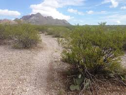 It was well known that stress exposure would produce. Myth Nothing Grows Under Creosote Bush It S A Dry Heat