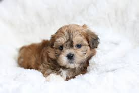 Brown teddy bear puppies for sale near me. Pin On Puppy