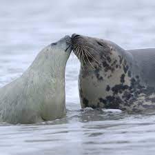 جرو فقمة أو ما يعرف بأسد البحر وهو يقبل والدته هذه الصورة في أرخبيل هليغولاند في ألمانيا وتقول إحدى المنظمات ال instagram posts instagram graduation cupcakes