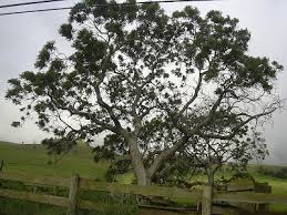 Image result for Lovoa swynnertonii