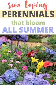 Full sun varies depending on where you live. 20 Sun Loving Perennials That Bloom All Summer